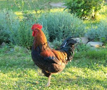 B&B Suite Priv�e Private Suite 53m2, Bretagne Mer Et Campagne Brittany Sea And Countryside