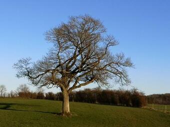 Le Clos De Ramousies
