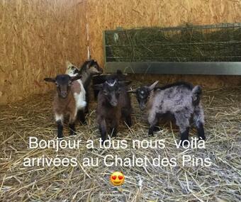 Bed & Breakfast Roulottes Du Chalet Des Pins