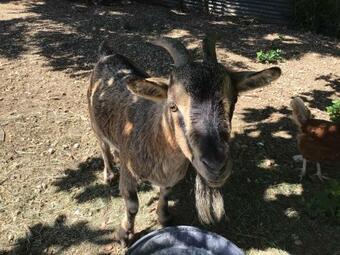 G�te De La Coussotterie Sud Vend�e 4 **** 8 Pers