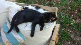 Bed & Breakfast Chez Sylvie, Chambre Calme