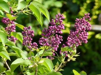 Bed & Breakfast The Head At Middleton