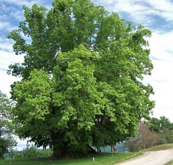Apartamento La Tille
