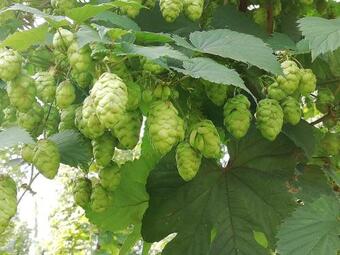 Bed & Breakfast Au Bonheur Frontalier