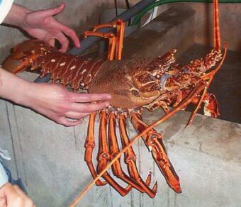 E Goudor An Amzer O Tremen