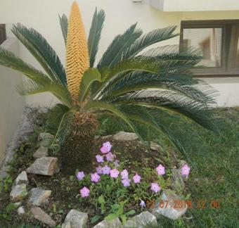 Aparthotel Amari Hotel