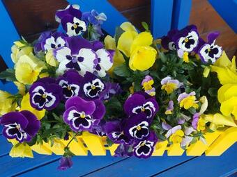 Apartamento Schwarzwaldhaus