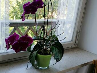 Apartamento Ferienhaus Josefine