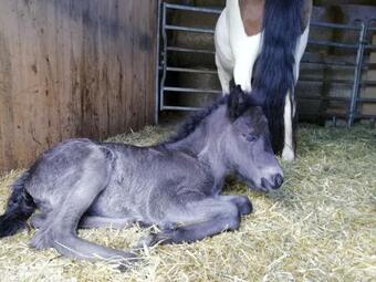 Apartamento Ponyhof Adam Urlaub Auf Dem Bauernhof