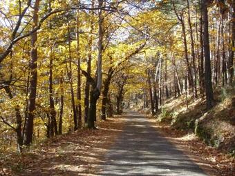 Loft La Rose Desiree