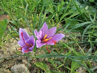 Apartamento L'alpaca Della Rossa - Agriturismo