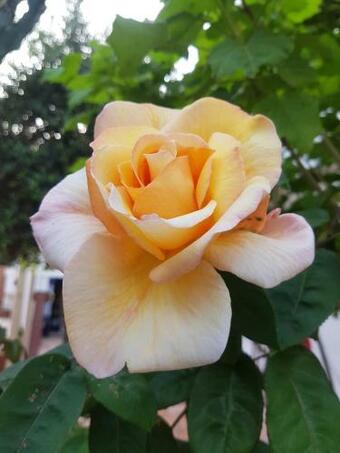 Apartamento Villa Giada-8 Appartamenti