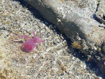 Apartamento Appartamenti Giusi Con Giardino O Veranda