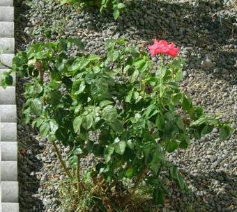 Motel Interstate Inn