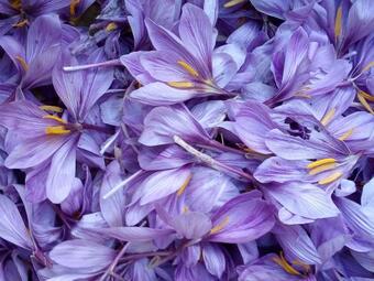 Agroturismo Azienda Agrituristica Campo Luente