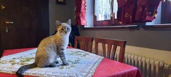 Apartamento Il Caminetto