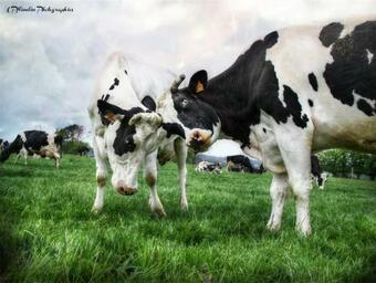 G�te "le Coureux" Avec Superbe Vue Sur La Campagne!