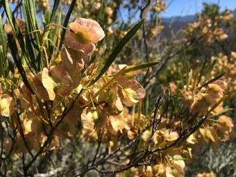 Villa The Cottage 39 Steyn