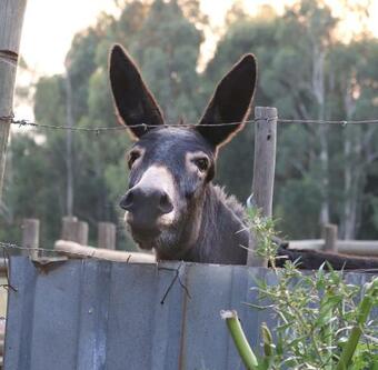 Agroturismo Goats Haven