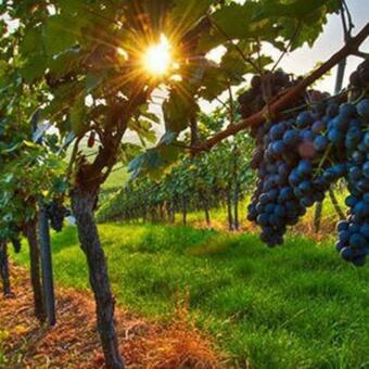 Ver fotos