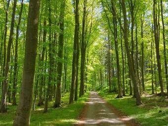 Apartamento Gut Hohenstein - Platanenappartment