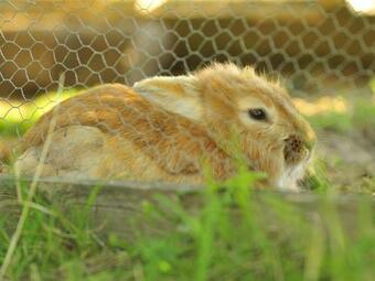 Feriebyens Bed & Breakfast