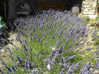 Les Gites Du Mont Ventoux