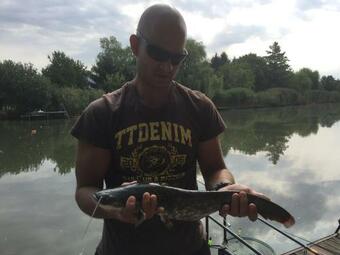 Bogl�rka Horg�sznyaral�