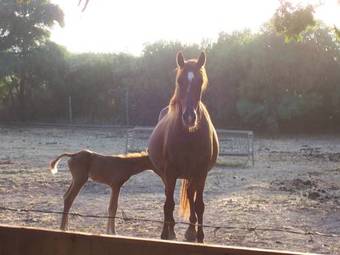 Agroturismo Agriturismo Silis