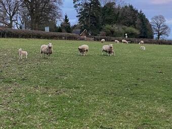The Boyne Arms Cottage