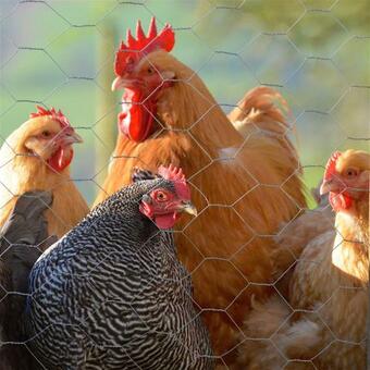 Apartamento Snug Oak Hut With A View On A Welsh Hill Farm