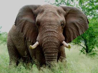 Lodge Thanda Private Game Reserve