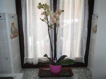 Bed & Breakfast Orchidea