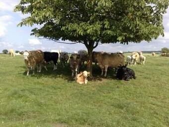 Apartamento The Groom's Cottage