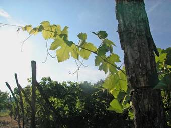 Agroturismo Canonica Di Corteranzo