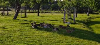 Hotel Ferienwohnung & Campingplatz Vor Dem Berg