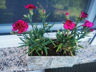 Apartamento Objekt Za Zabavu I Ro?tilj