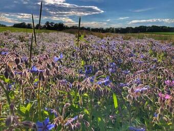 Apartamento Alblounge Vip Appartement