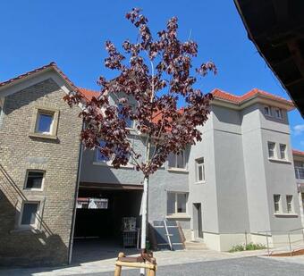 Hotel B�rgerhausl�wen