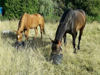 Apartamento Pension Up�n D�rp