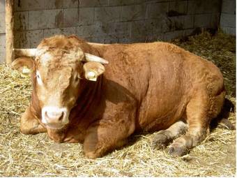 Apartamento Almbauer Morgenbesser