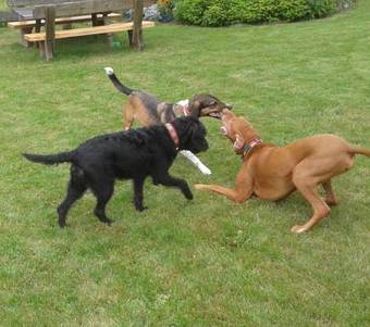 Apartamentos Haus Brandl