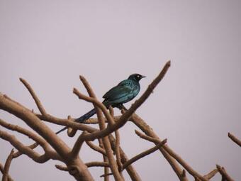 Bed & Breakfast Kasa Boubak