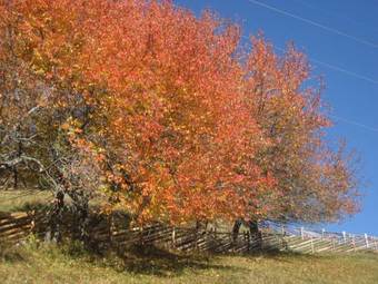 Mitterhof - Apartments
