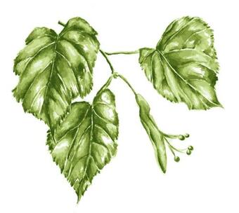 Apartamento Lindenhof Wohnung 3, Dachgescho�