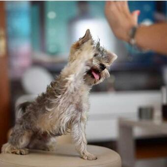 Tesla Smart Apartment