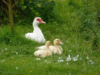 Hostal La Rivi�rette