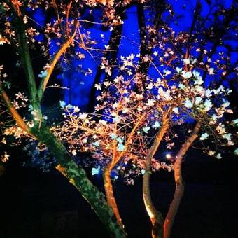 Bed & Breakfast Villa Sarchi