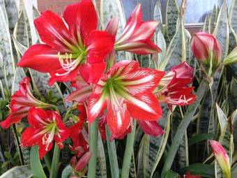 Branxton House Motel