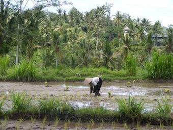 Hostal Wahyu Dewata Villas